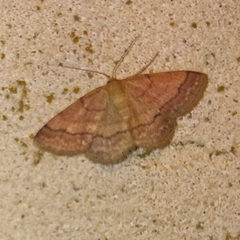 Scopula rubiginata