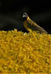 Ploceus cucullatus