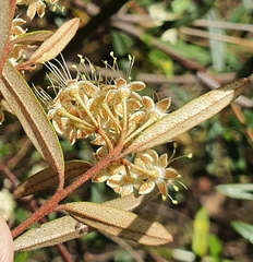 Phebalium squamulosum