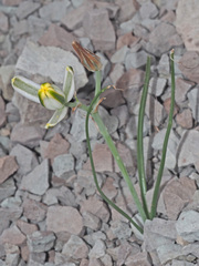 Albuca humilis