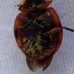 Hesperomyces harmoniae