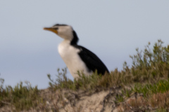 Microcarbo melanoleucos