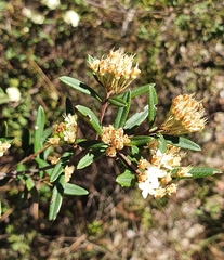 Phebalium squamulosum
