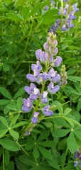 Lupinus latifolius