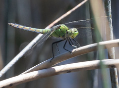 Erythemis collocata