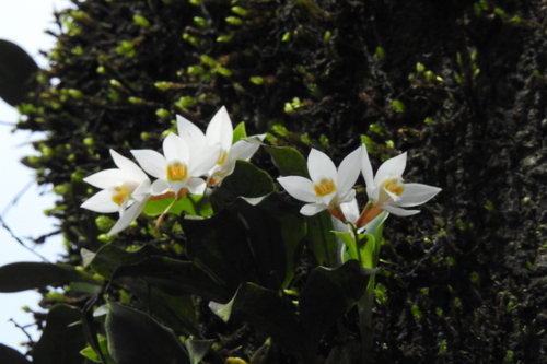 Coelogyne nervosa, photograph 6