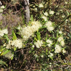 Phebalium squamulosum