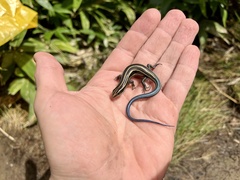 Plestiodon finitimus