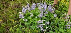 Lupinus latifolius