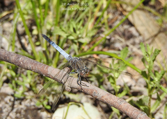 Orthetrum caledonicum