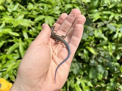 Plestiodon finitimus