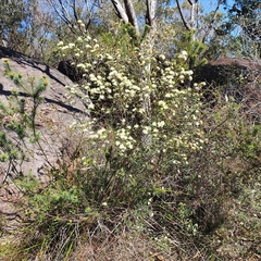 Phebalium squamulosum