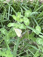 Colias poliographus