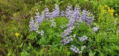 Lupinus latifolius