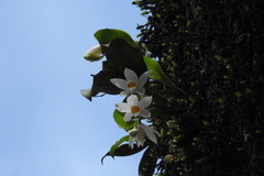 Coelogyne nervosa