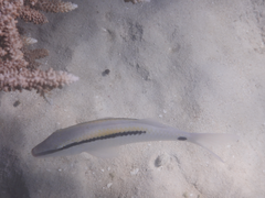 Parupeneus barberinus