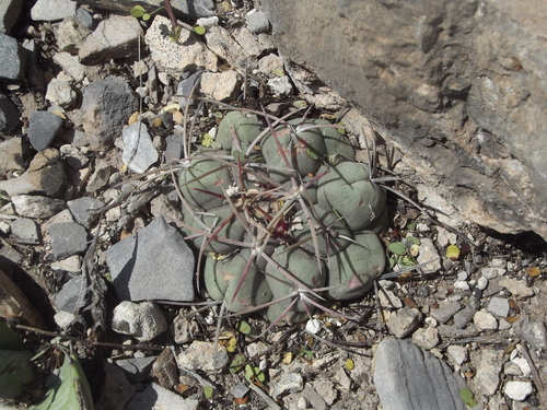 Thelocactus hexaedrophorus