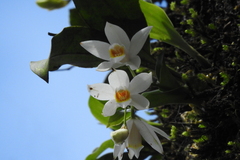 Coelogyne nervosa