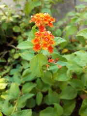 Lantana camara