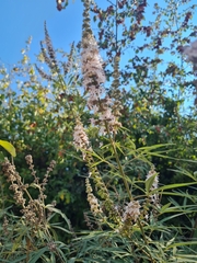 Vitex agnus-castus