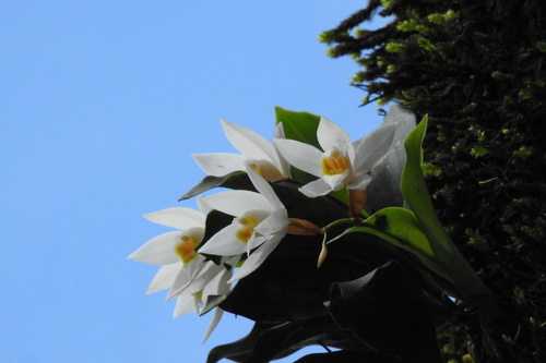 Coelogyne nervosa, photograph 3