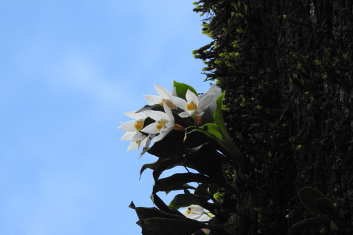 Coelogyne nervosa, photograph 4