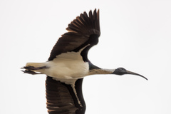 Threskiornis spinicollis