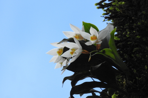 Coelogyne nervosa, photograph 5