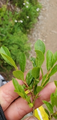 Vaccinium cespitosum