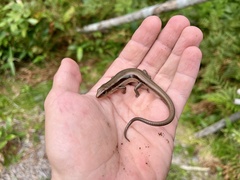 Plestiodon finitimus