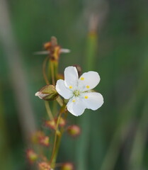 Drosera planchonii