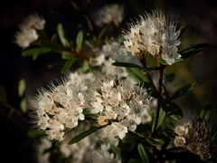 Phebalium squamulosum