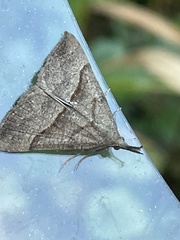 Hypena proboscidalis
