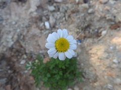 Anthemis