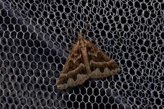 Dichromodes poecilotis