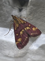 Pyrausta purpuralis