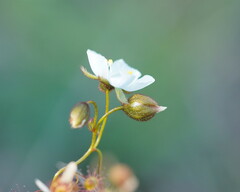 Drosera planchonii