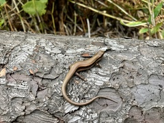 Plestiodon finitimus