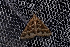 Dichromodes poecilotis