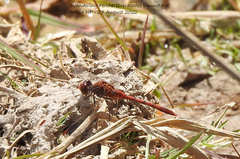 Diplacodes bipunctata