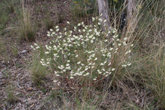 Pimelea linifolia linifolia