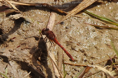 Diplacodes bipunctata