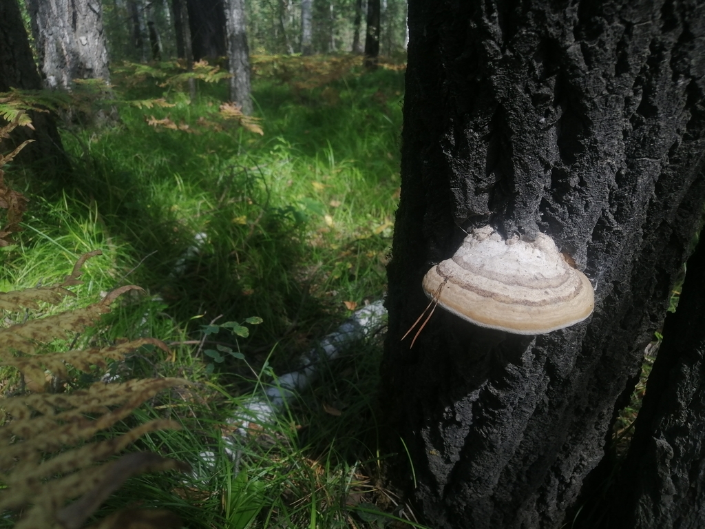 Fomes fomentarius · August 2022 · photo: © ro_ko (iNaturalist, cc-by)