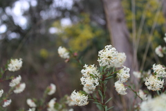 Pimelea linifolia linifolia