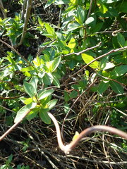 Lonicera japonica