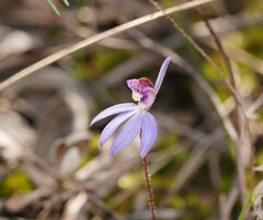 Cyanicula caerulea