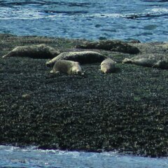 Phoca vitulina richardii