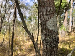 Bridelia leichhardtii