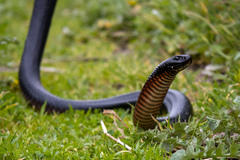 Pseudechis porphyriacus