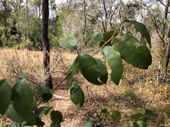 Bridelia leichhardtii